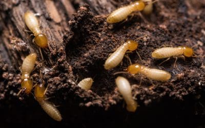 7 Effective Strategies to Get Rid of Termites at Home
