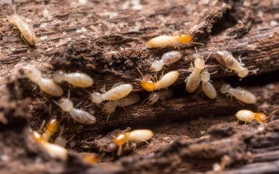 Termite Prevention for Homeowners: Protecting Your Property