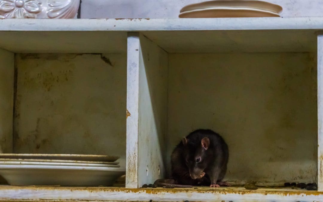 Uninvited Guests: Spotting the Early Signs of Pests in Your Home